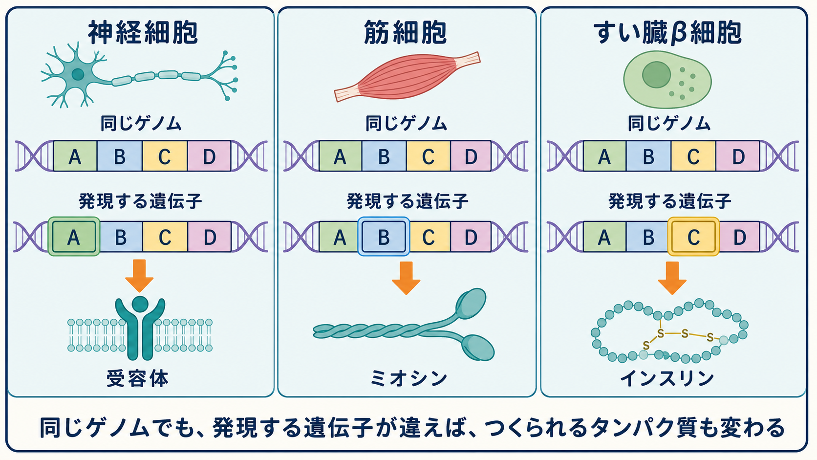 同じゲノムをもつ異なる細胞が、異なる遺伝子を発現して異なるタンパク質をつくることを示す図