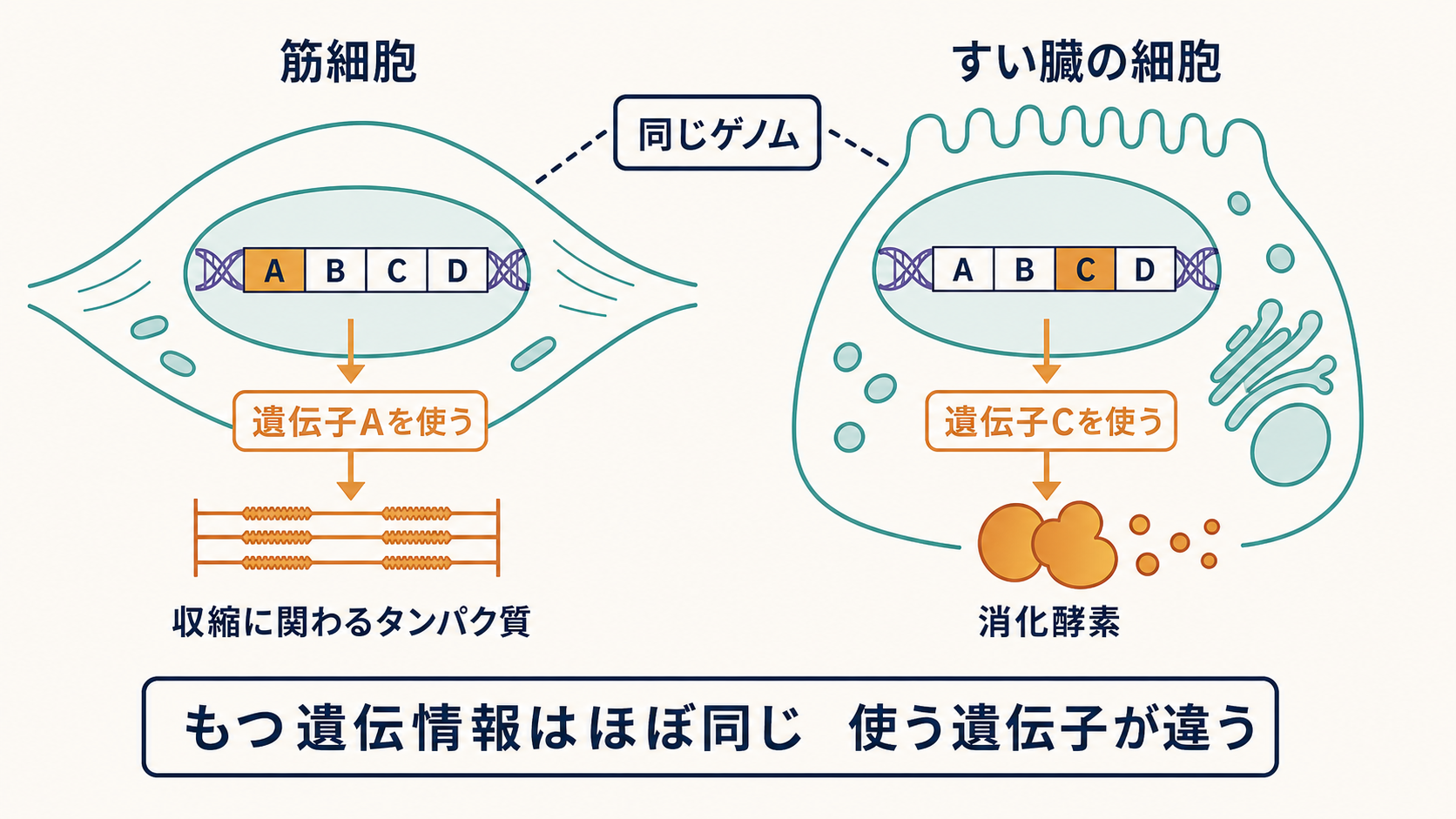 同じ個体の異なる細胞が同じゲノムをもちながら異なる遺伝子を使うことを示す図