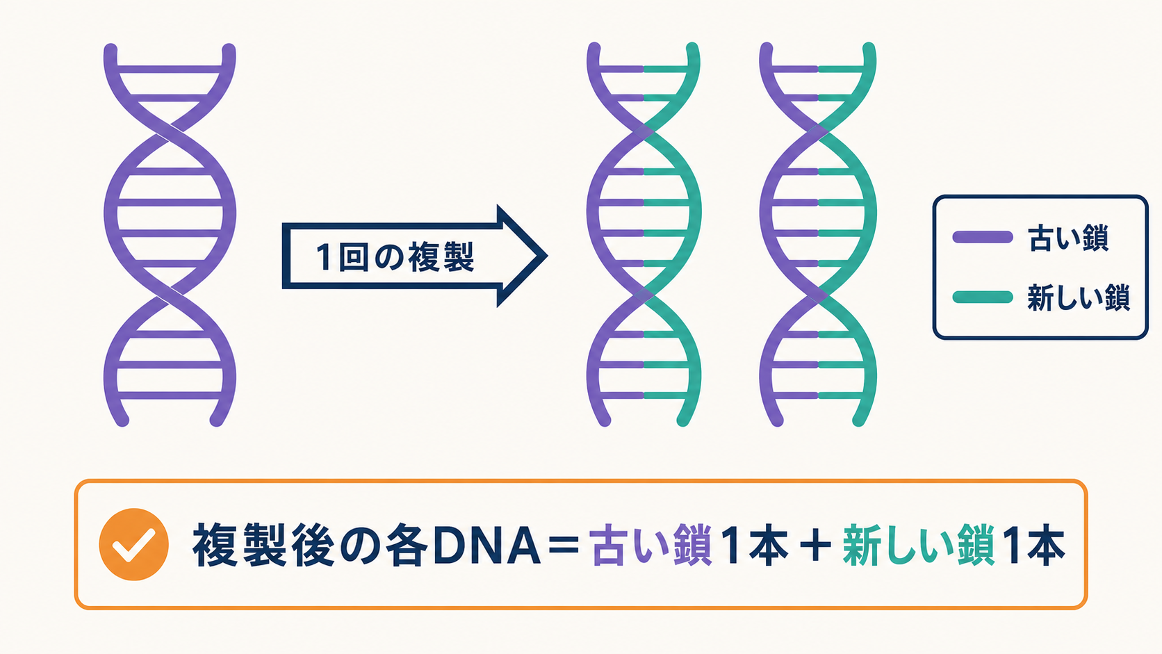 複製後のDNAが古い鎖1本と新しい鎖1本からなる半保存的複製を示す図