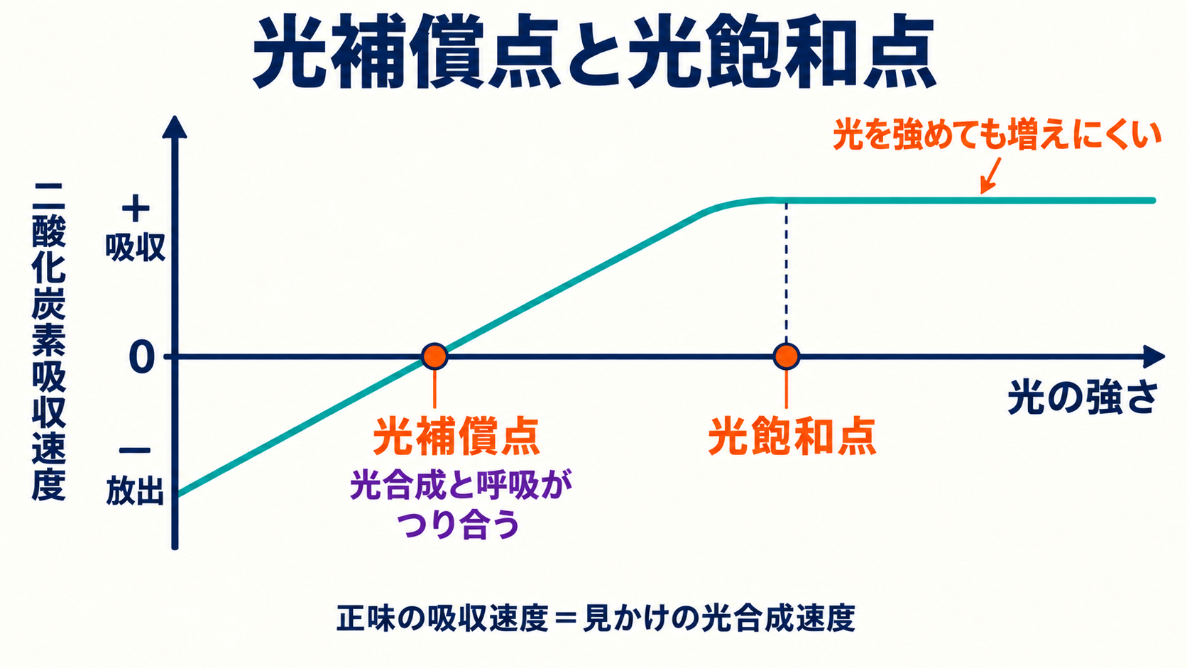 二酸化炭素の正味の吸収速度が0になる光補償点と、曲線がほぼ水平になり始める光の強さである光飽和点を示す図