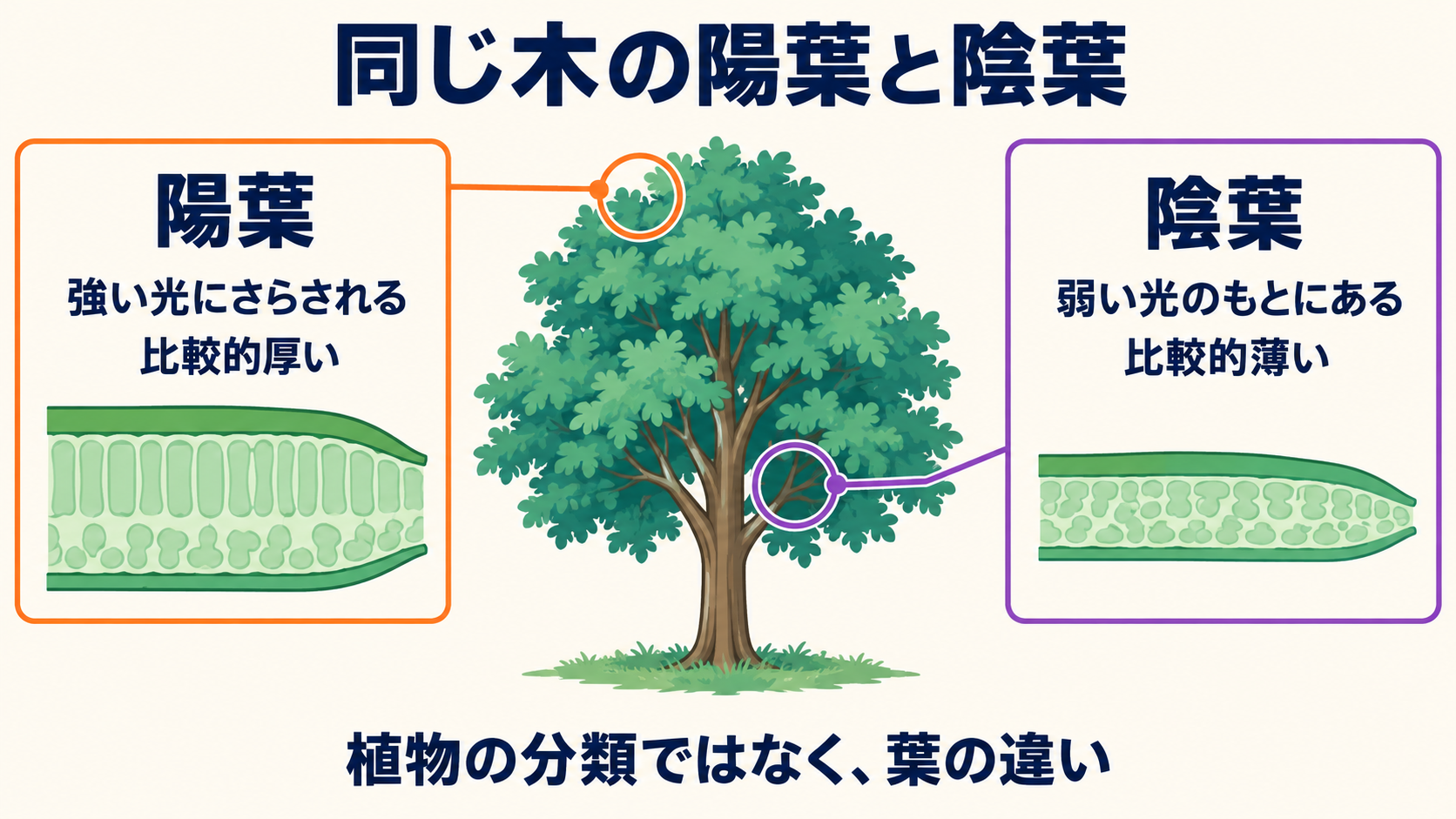 同じ木の外側上部にある比較的厚い陽葉と、内側下部にある比較的薄い陰葉を示す模式図