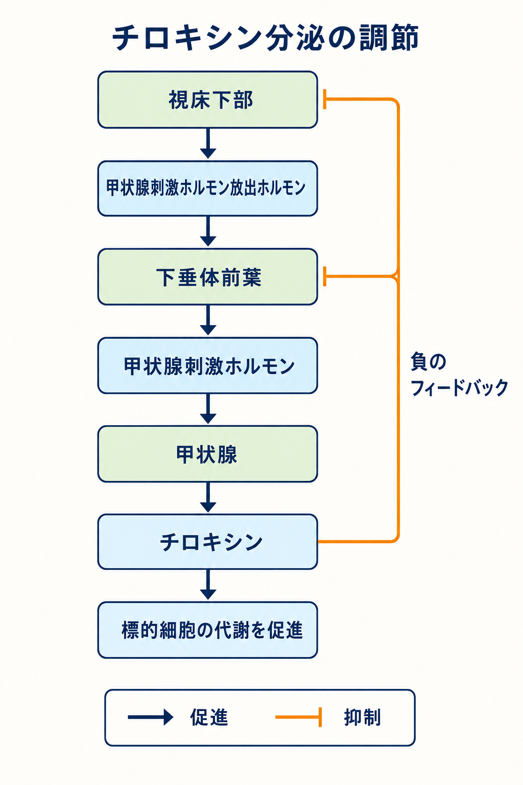 視床下部、甲状腺刺激ホルモン放出ホルモン、下垂体前葉、甲状腺刺激ホルモン、甲状腺、チロキシンの促進経路と、チロキシンから視床下部と下垂体前葉への抑制経路を示す図
