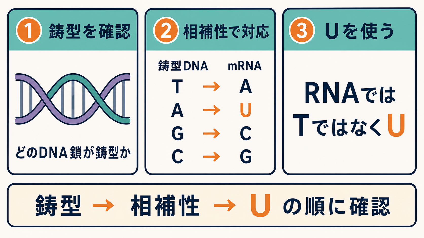 鋳型DNAからmRNAの塩基配列を求めるときの確認手順を示す図