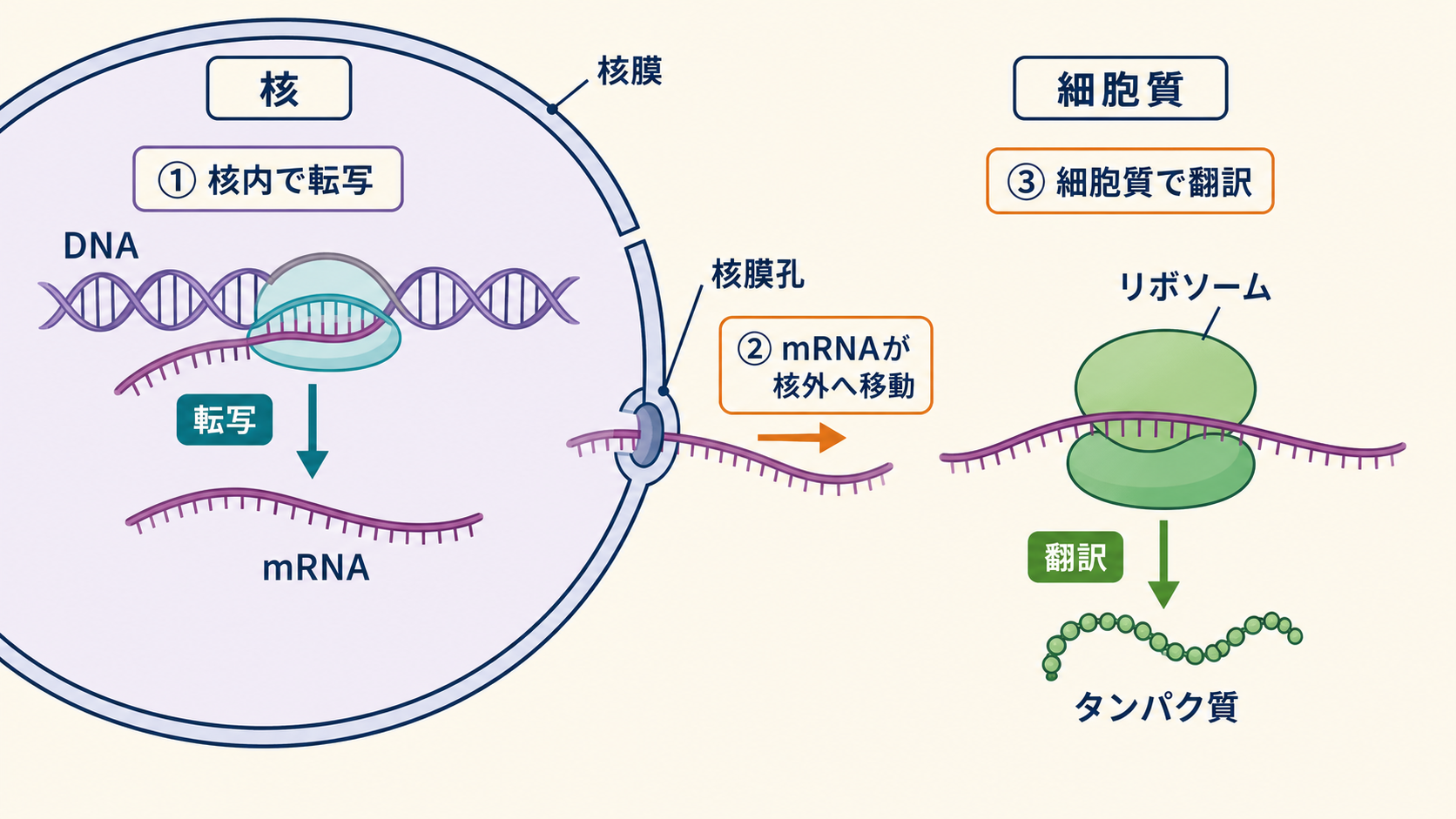 真核細胞で転写が核内、翻訳がリボソームで進むことを示す図