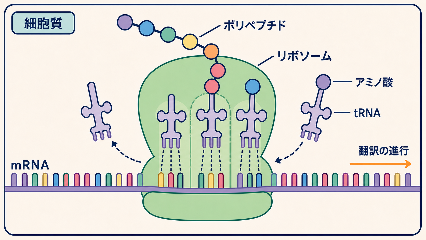 アミノ酸をもつtRNAが右からリボソームへ入り、アミノ酸を渡したtRNAが左へ出る翻訳の図