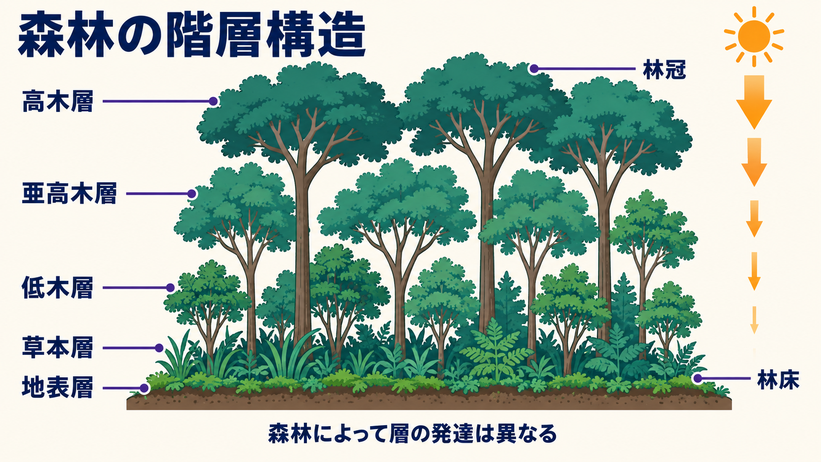 森林の断面に高木層・亜高木層・低木層・草本層・地表層と林冠・林床を示した模式図