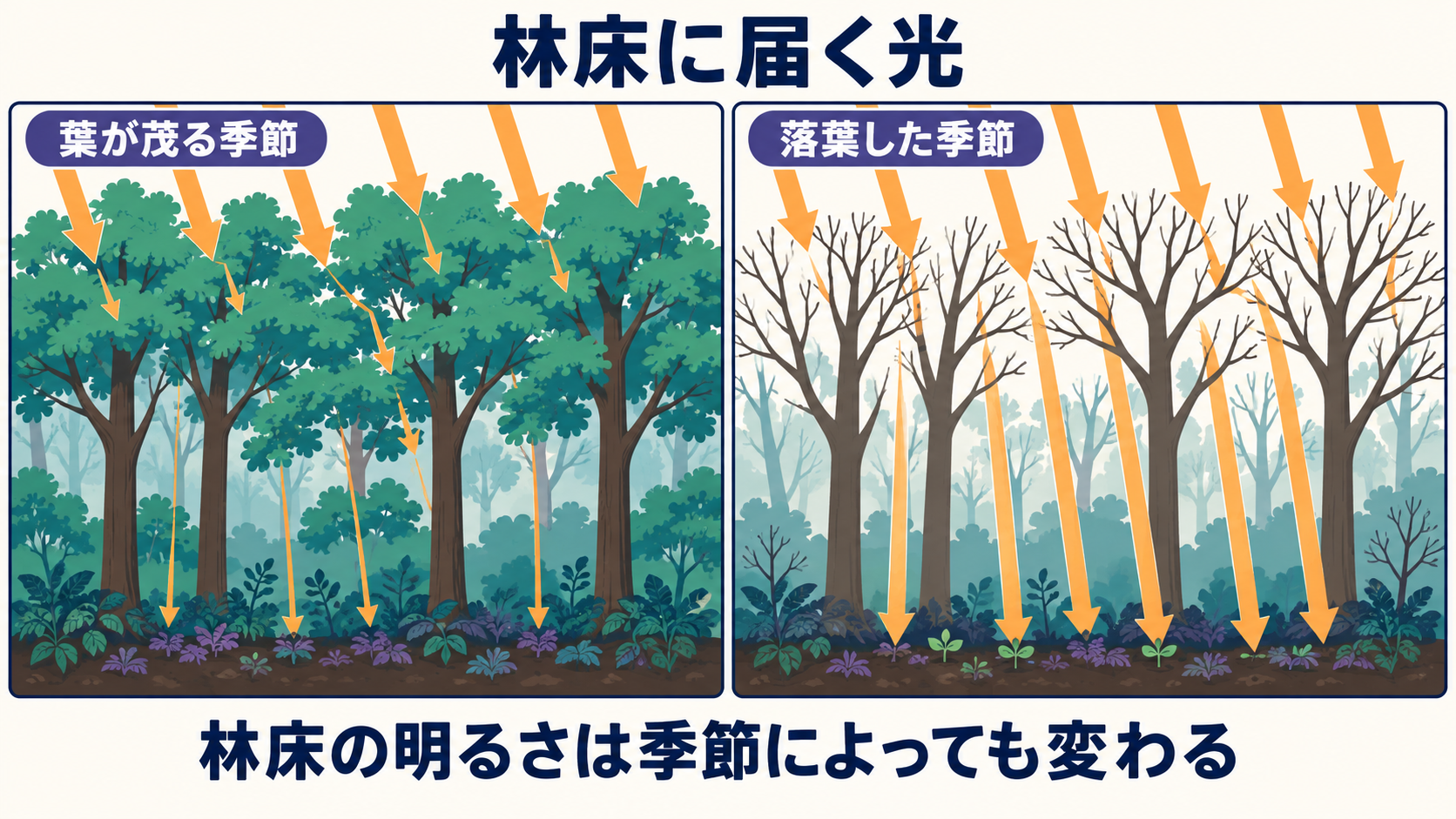 葉が茂る時期は光が遮られ、落葉した時期は林床に届く光が増える比較図