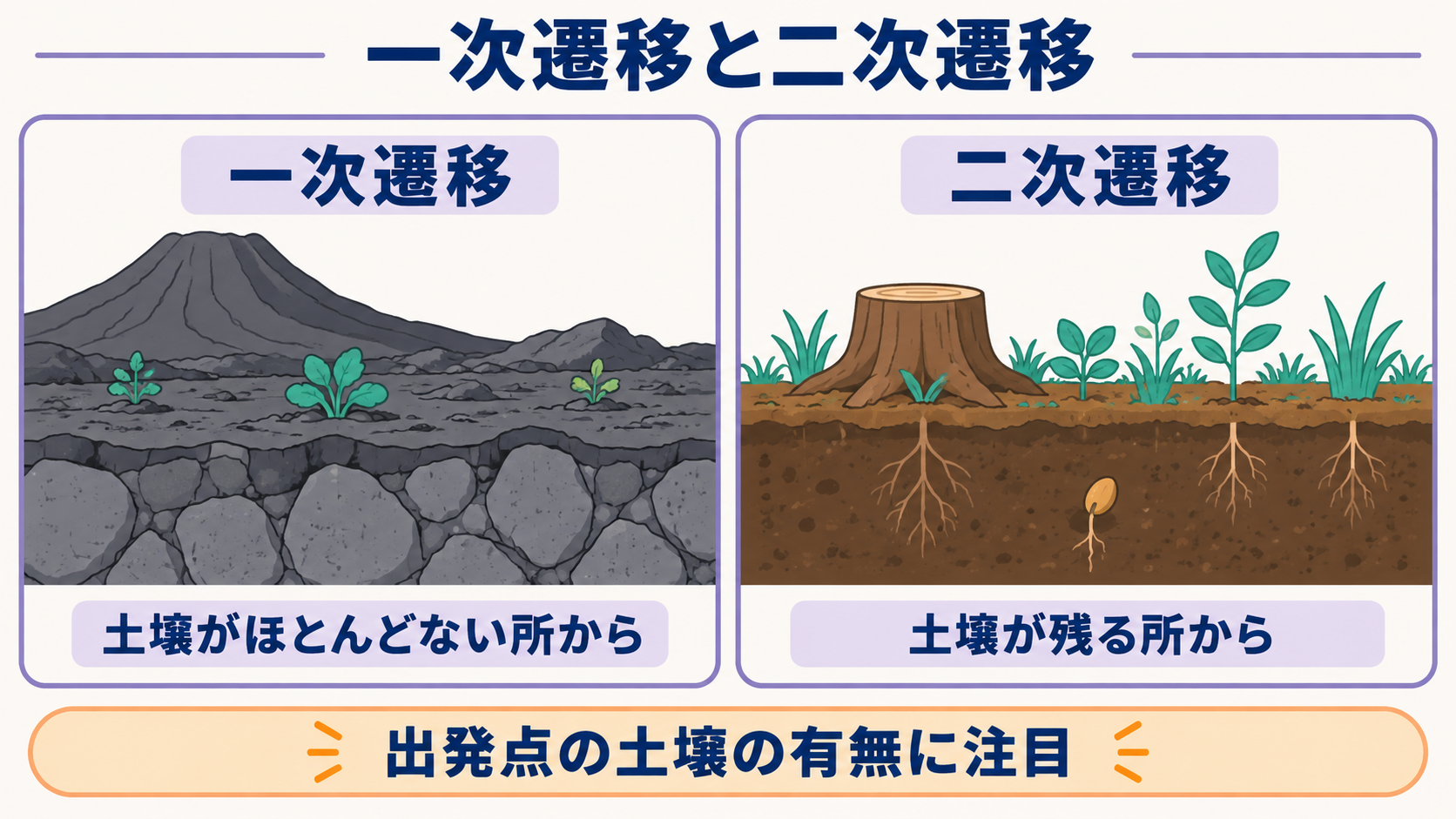 土壌がほとんどない溶岩地からの一次遷移と、土壌や根・種子が残る伐採跡地からの二次遷移を比較する図