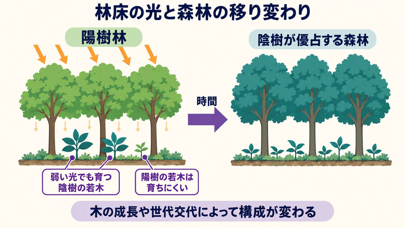 陽樹林の弱い光の林床では陰樹の若木が育ち、世代交代で陰樹が優占する森林へ変わる模式図
