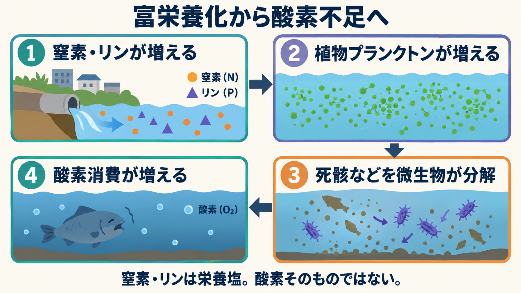 窒素・リンの増加から植物プランクトンの増殖、死骸などの分解、酸素消費増加へ進む模式図