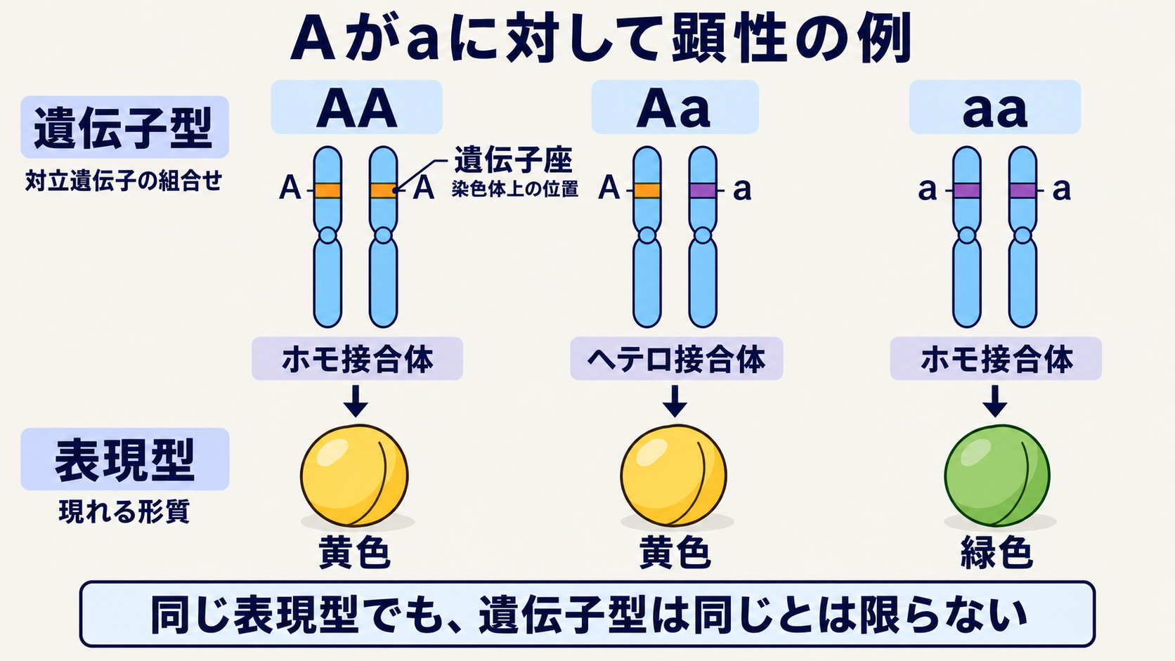 相同染色体の同じ遺伝子座にあるAとa、遺伝子型AA・Aa・aa、種子の色の対応。Aがaに対して顕性である単純な例では、AAとAaが同じ黄色になる。