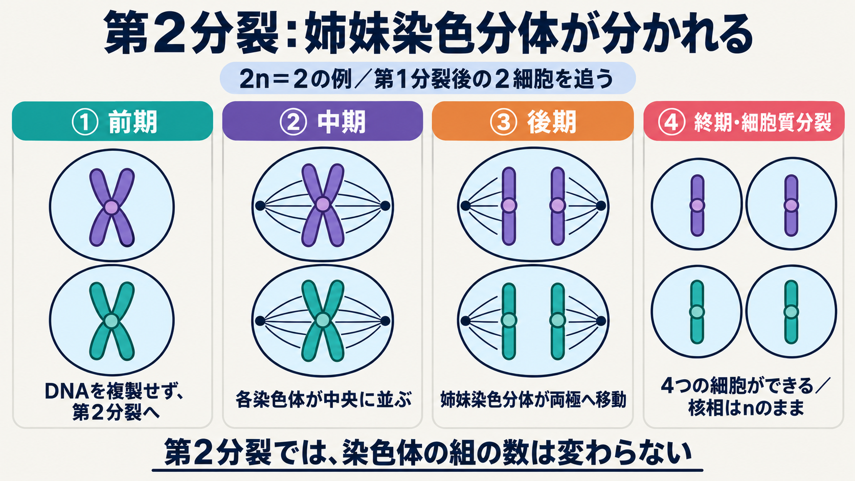 第2分裂の前期・中期・後期・終期と細胞質分裂。第1分裂後の2細胞で姉妹染色分体が分かれ、合計4細胞となる。核相はnのまま。核膜や分裂後の染色体の緩みは省略。