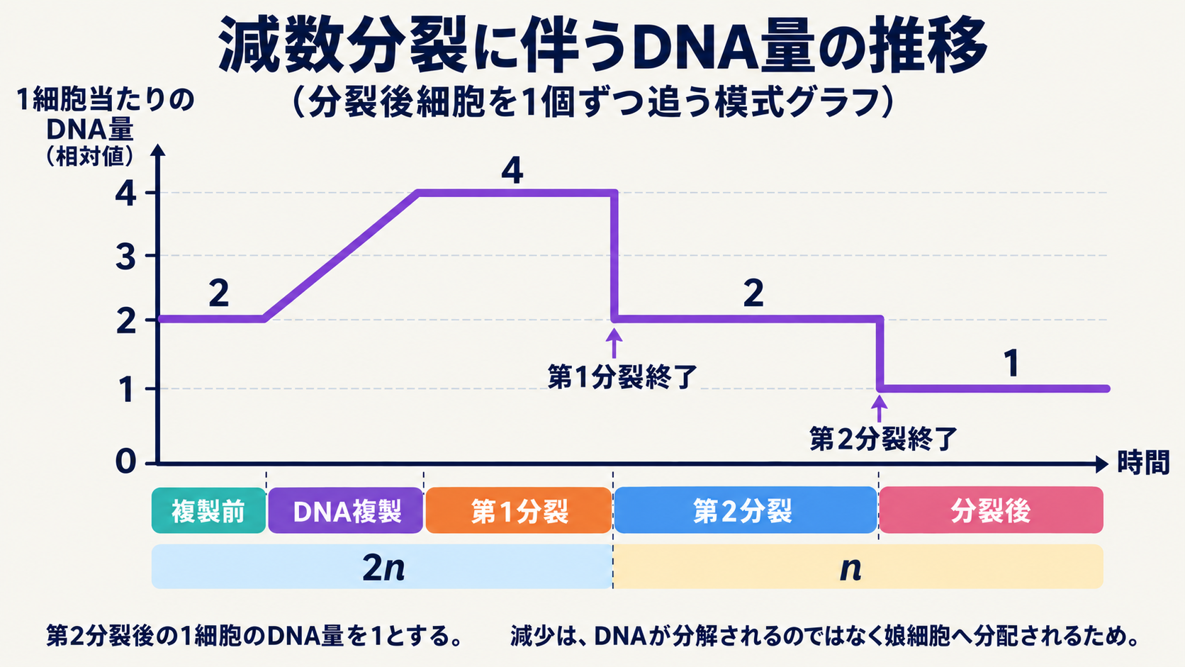 各分裂に続いて細胞質が分かれる場合の、1細胞当たりのDNA量の模式グラフ。第2分裂後を1とし、2→4→2→1と推移する。分裂後は娘細胞1個に注目する。時間幅は実際の所要時間に比例しない。