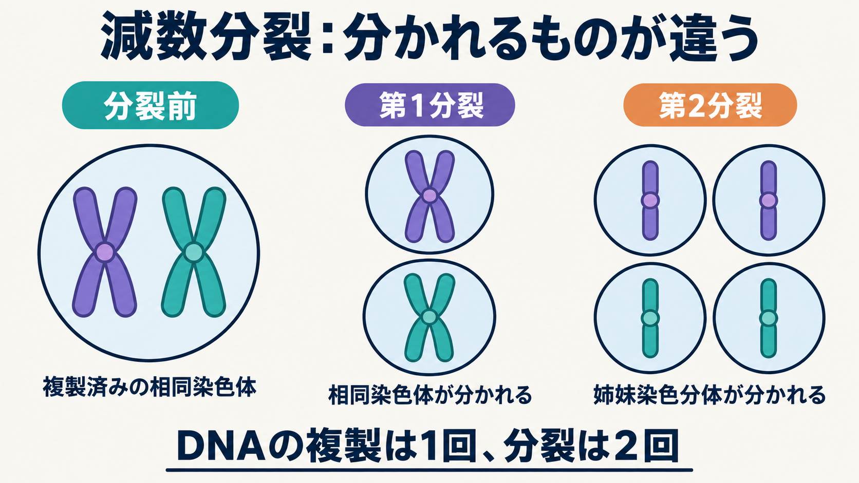 相同染色体が1対だけある場合の減数分裂の模式図。第1分裂で相同染色体、第2分裂で姉妹染色分体が分かれる。乗換えは省略。