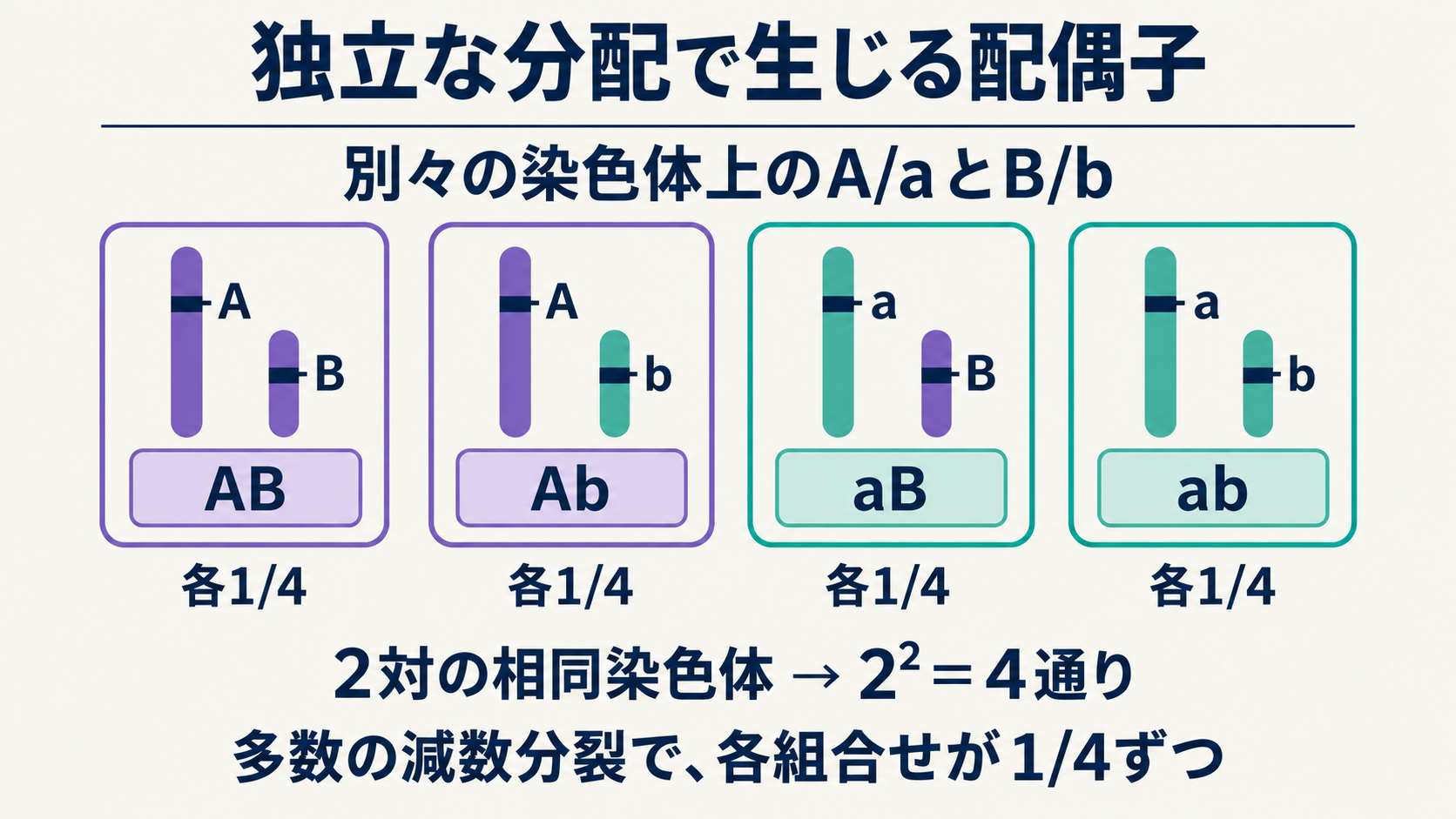 AaBbの個体で、2つの遺伝子座が別々の染色体上にある場合の配偶子。紫はA・Bをもつ染色体、青緑はa・bをもつ染色体を表す。多数の正常な減数分裂から生じる配偶子全体では各組合せが1/4ずつと期待される。