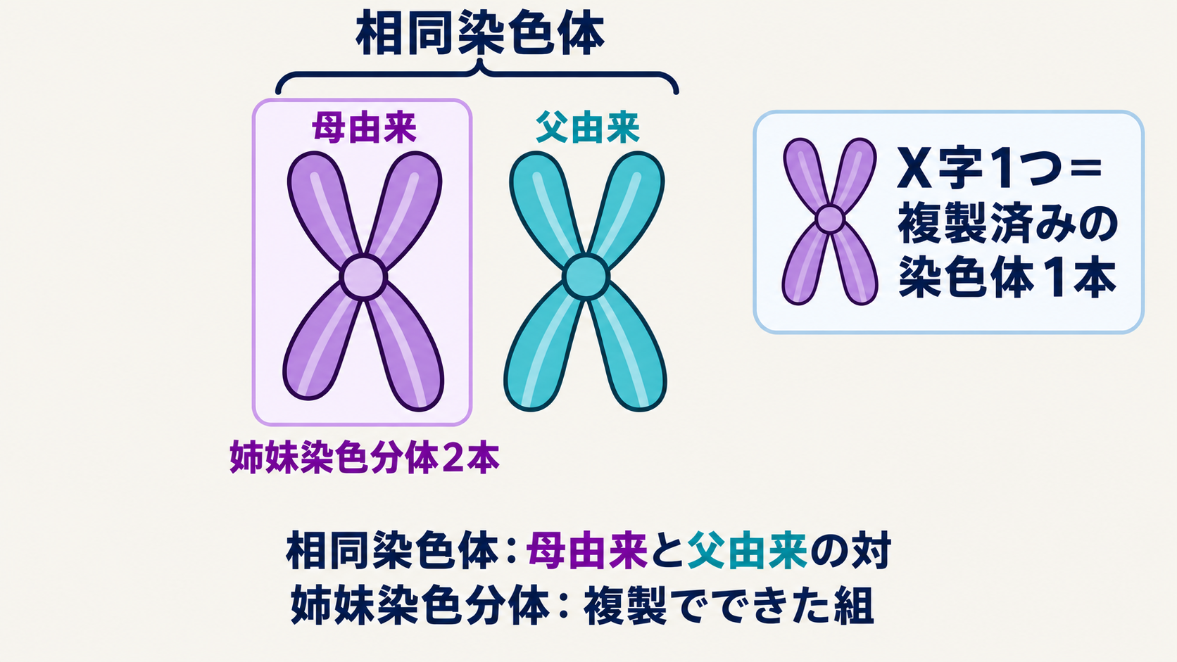 母由来と父由来の相同染色体の対と、1本の染色体を複製してできた姉妹染色分体。複製直後を考え、乗換えや突然変異は省略する。