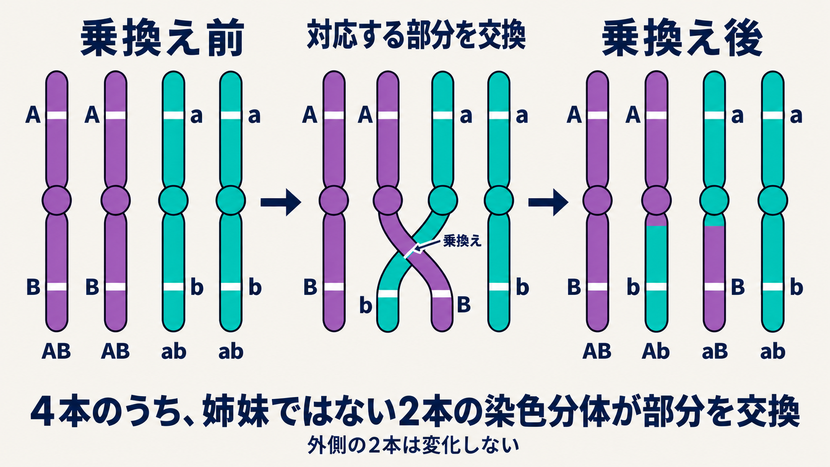 ABとabをもつ相同染色体の、姉妹ではない染色分体間で乗換えが起こる模式図。2つの遺伝子座の間で対応する部分を交換するとAbとaBが生じる。