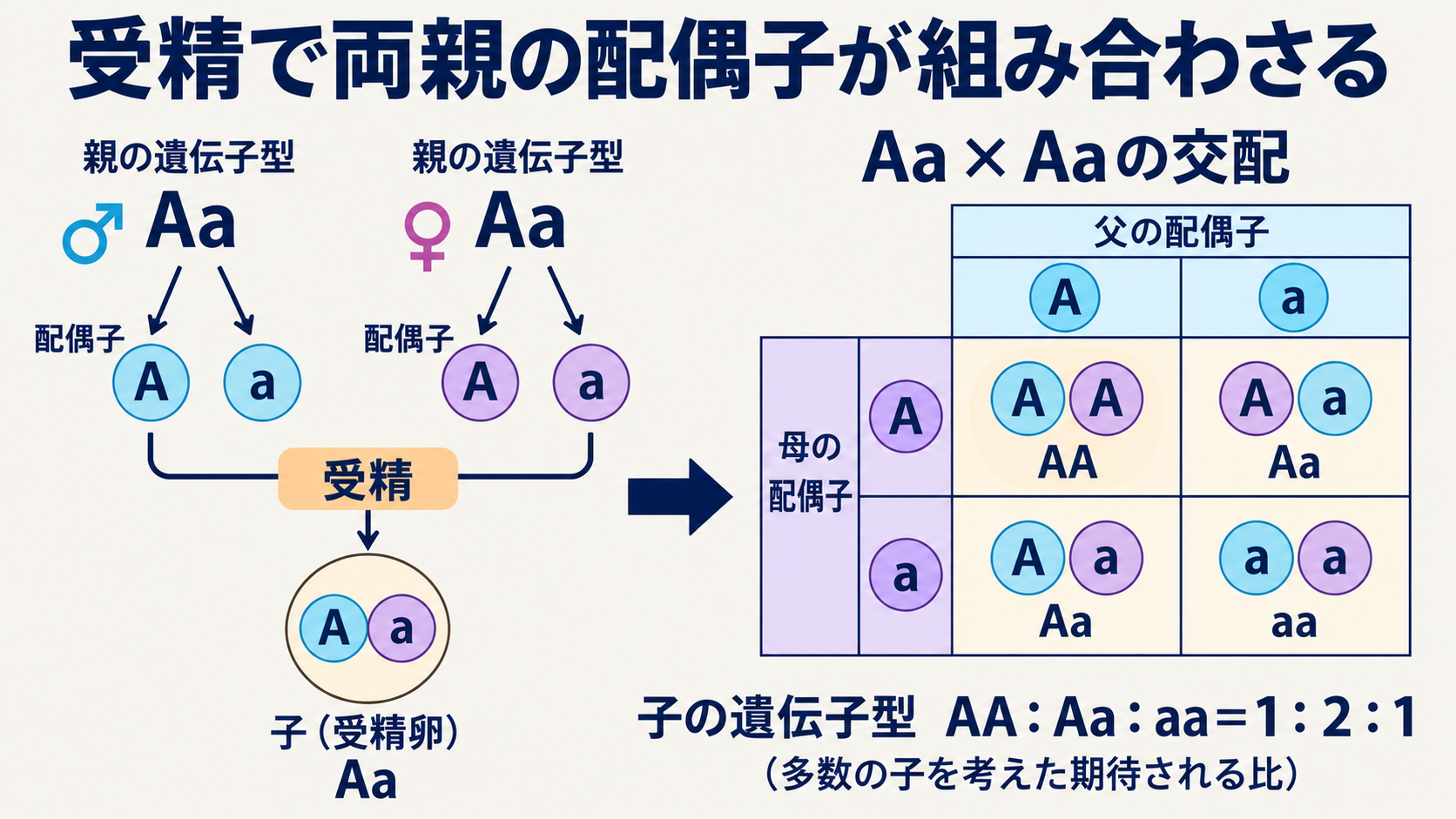 Aaどうしの交配で、両親のA・aの配偶子が等確率で無作為に受精する場合の組合せ。AA・Aa・aaの期待される比は1:2:1。