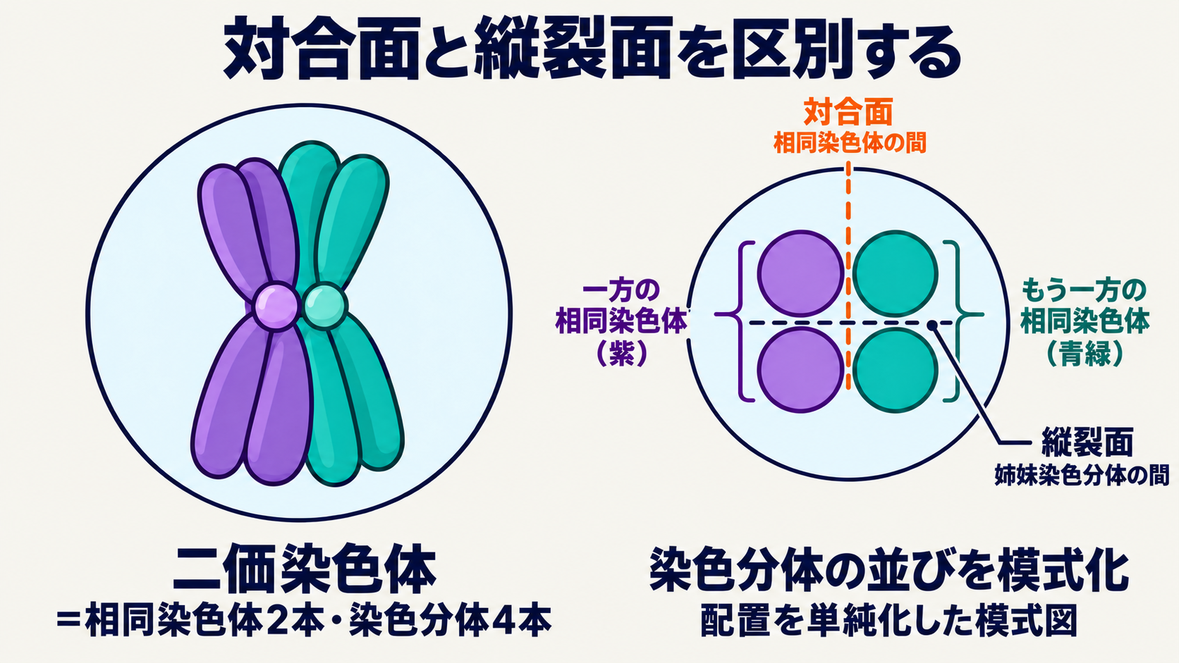 二価染色体の対合面と縦裂面。相同染色体2本・染色分体4本を重ねて示し、補助図で同じ色の姉妹染色分体と、異なる色の相同染色体の境界を区別する。ねじれ等を省略した配置モデル。