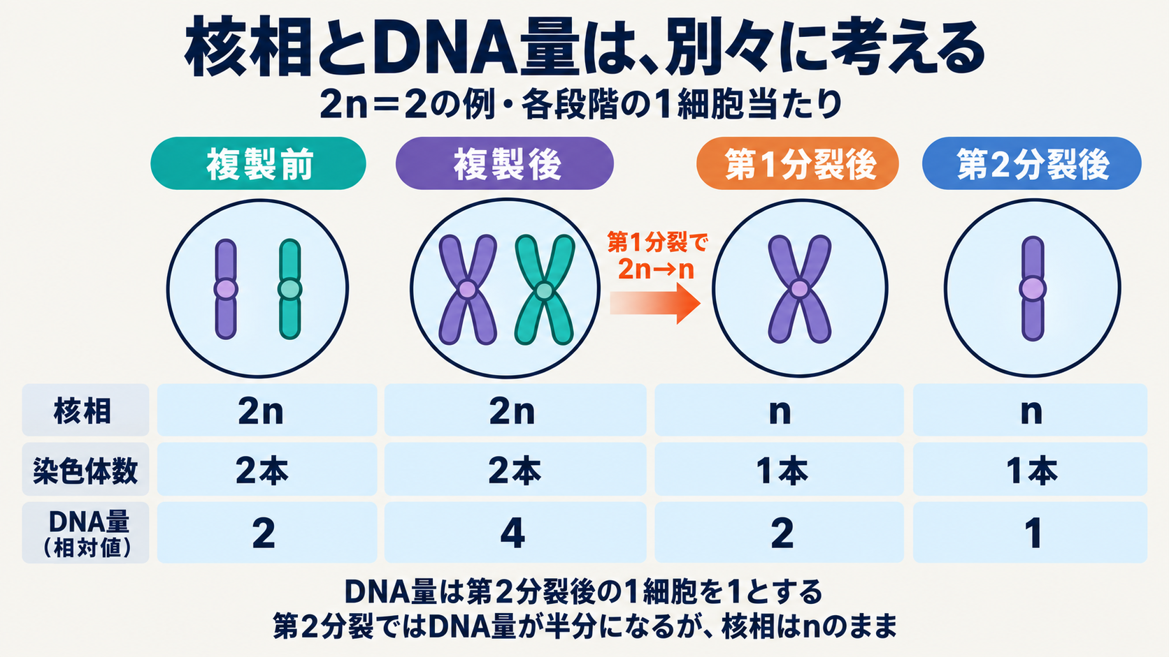 2n=2の例における、複製前・複製後・第1分裂後・第2分裂後の1細胞当たりの比較。核相は2n・2n・n・n、DNA量の相対値は2・4・2・1。第2分裂後の量を1とする。