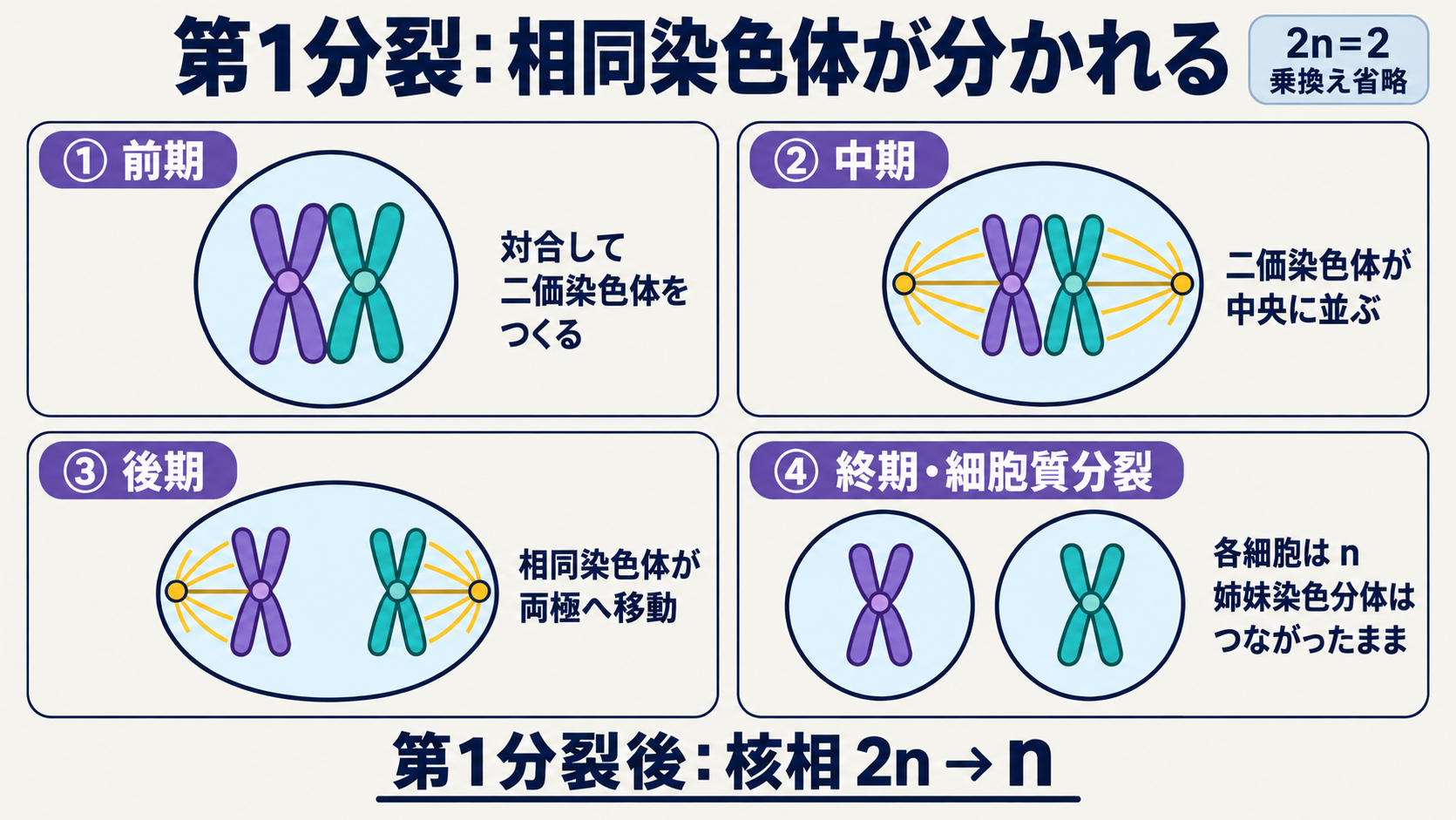 第1分裂の前期・中期・後期・終期と細胞質分裂。相同染色体1対、2n=2の例。相同染色体が分かれ、各染色体の姉妹染色分体はつながったまま。核膜・乗換え・凝縮の変化は省略。