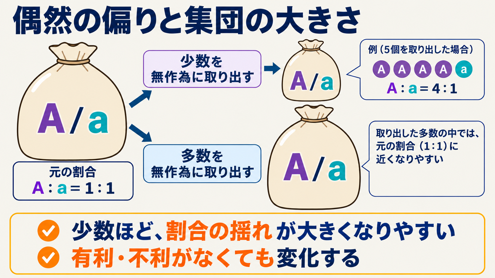 元のAとaの割合が同じでも、少数を無作為に取り出すと割合が偏ることがある。大きさの違う袋は抽出数の違いを表し、実際の生物集団そのものではない。