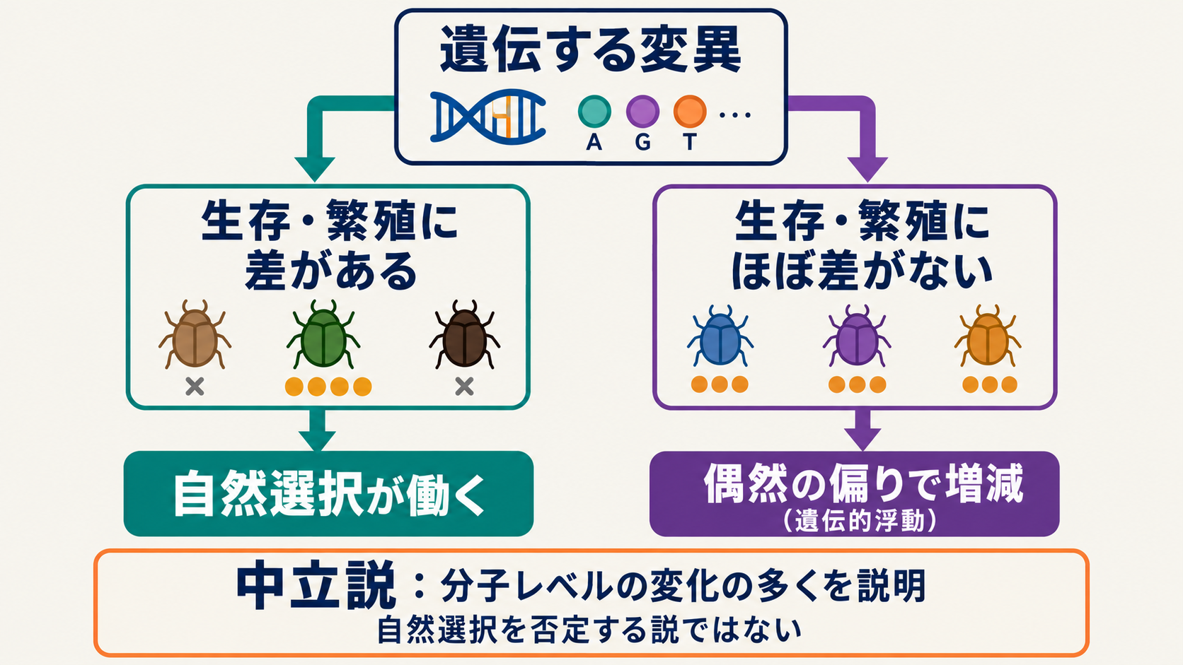 変異が生存・繁殖に与える影響に着目した整理。中立な変異は偶然に増減しうる。自然選択の影響がある変異にも、遺伝的浮動は同時に働きうる。