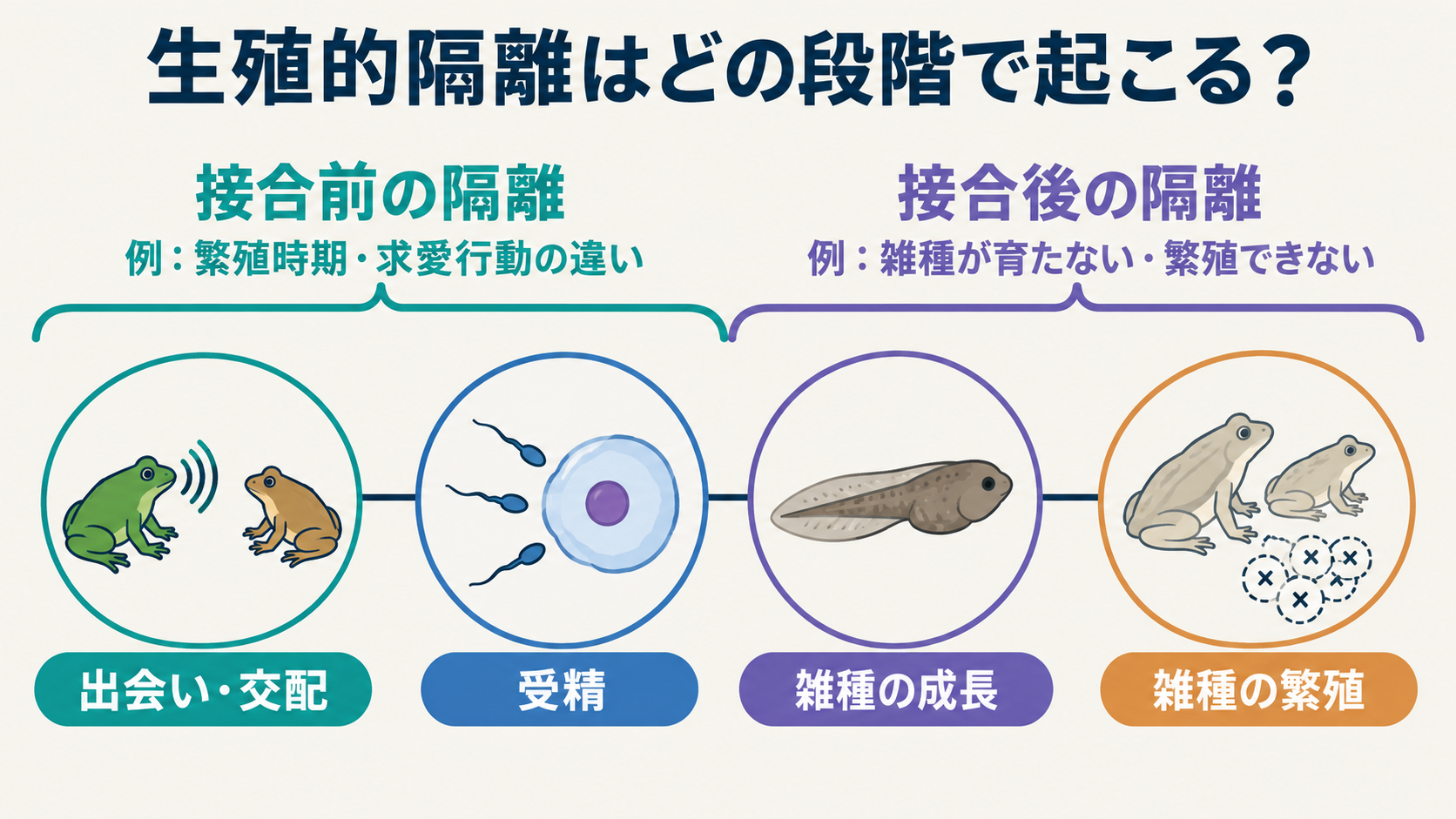 出会い・交配、受精、雑種の成長・繁殖の流れと、生殖的隔離が働く段階。カエルは模式例で、特定の種の実験結果ではない。