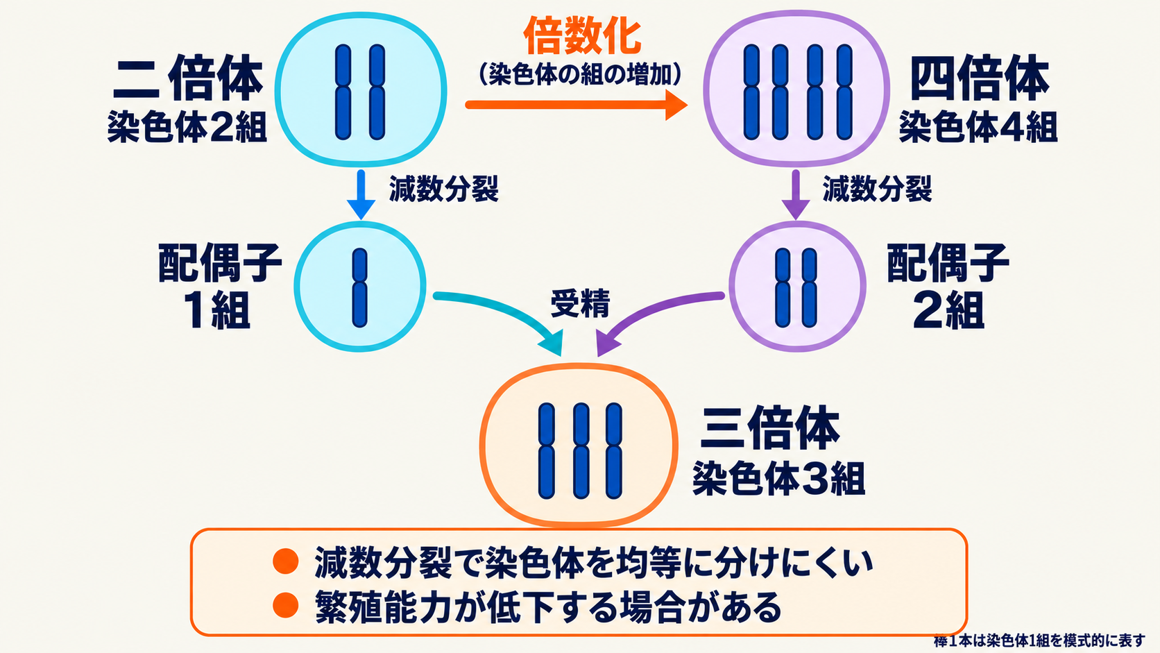 二倍体と四倍体の正常な配偶子が受精し、三倍体になる模式例。棒1本は基本となる染色体1組全体を表す。三倍体では減数分裂で均等に分配しにくく、繁殖能力が低下する場合がある。