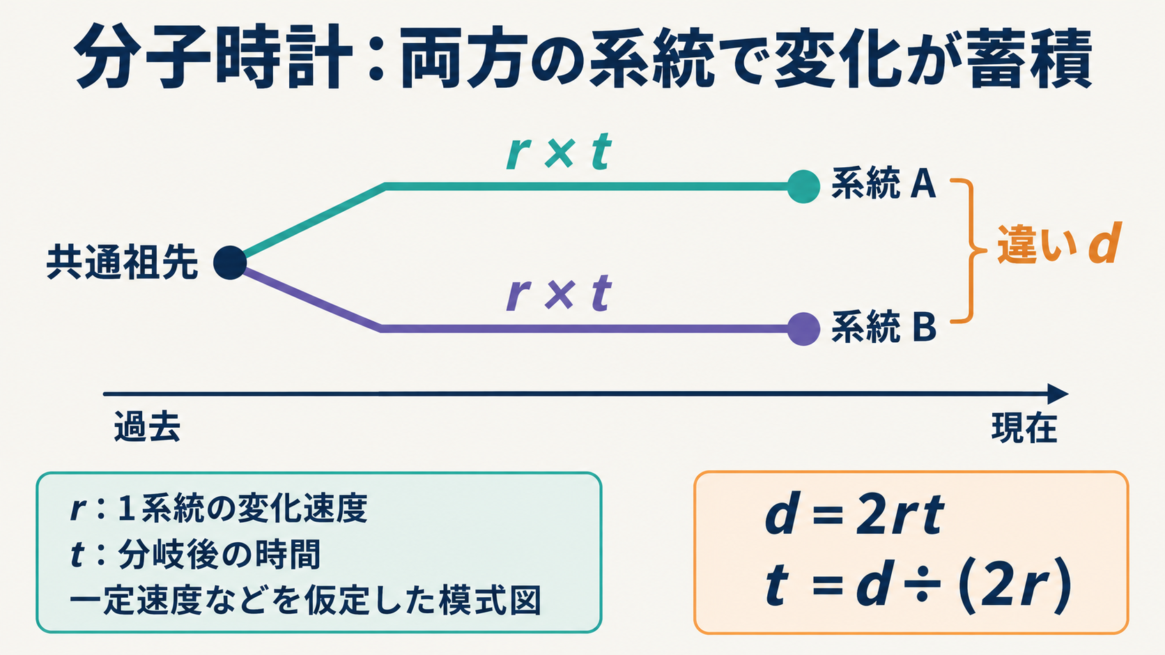 両方の系統で同じ一定速度rで変化が蓄積すると仮定した分子時計。2系統間の違いdは、それぞれの系統の変化rtを足したもの。