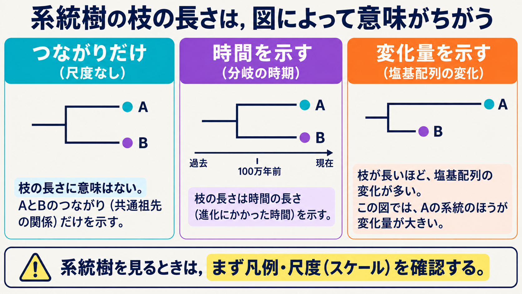 枝の長さに意味をもたせない樹形、時間を表す樹形、配列の変化量を表す樹形を比較する模式図。尺度を確認してから読む。