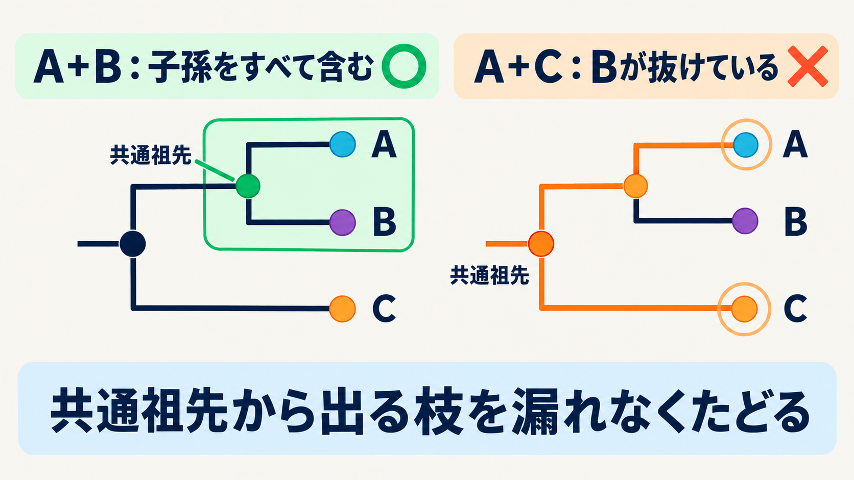 AとBの共通祖先からの子孫をすべて含むまとまりと、AとCの共通祖先の子孫Bを除いてしまうまとまりの比較。