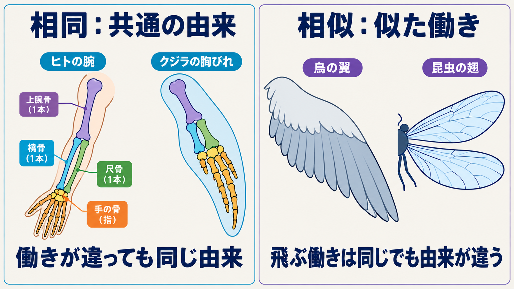 ヒトの腕とクジラの胸びれは前肢として相同。鳥の翼と昆虫の翅は飛行器官として相似。形や働きの一致だけで由来を決めない。