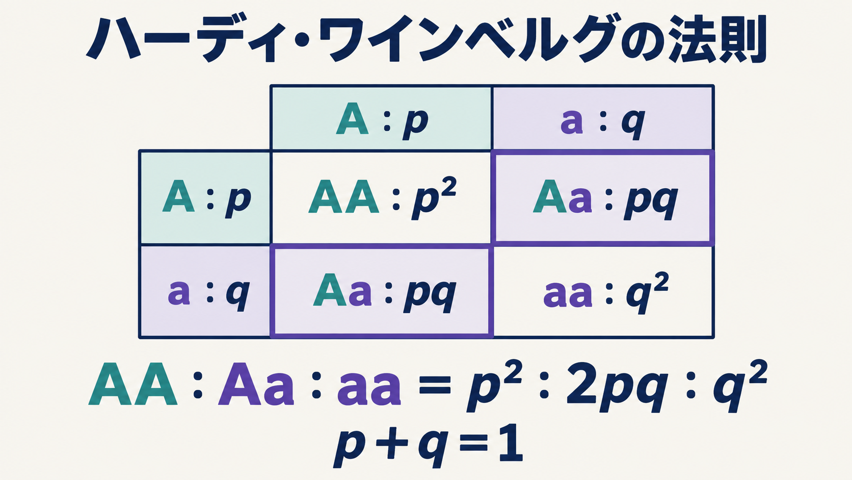 雌雄の配偶子でAの頻度がp、aの頻度がqのとき、無作為な受精からAA・Aa・aaの割合を求める図。法則の前提は本文を参照。