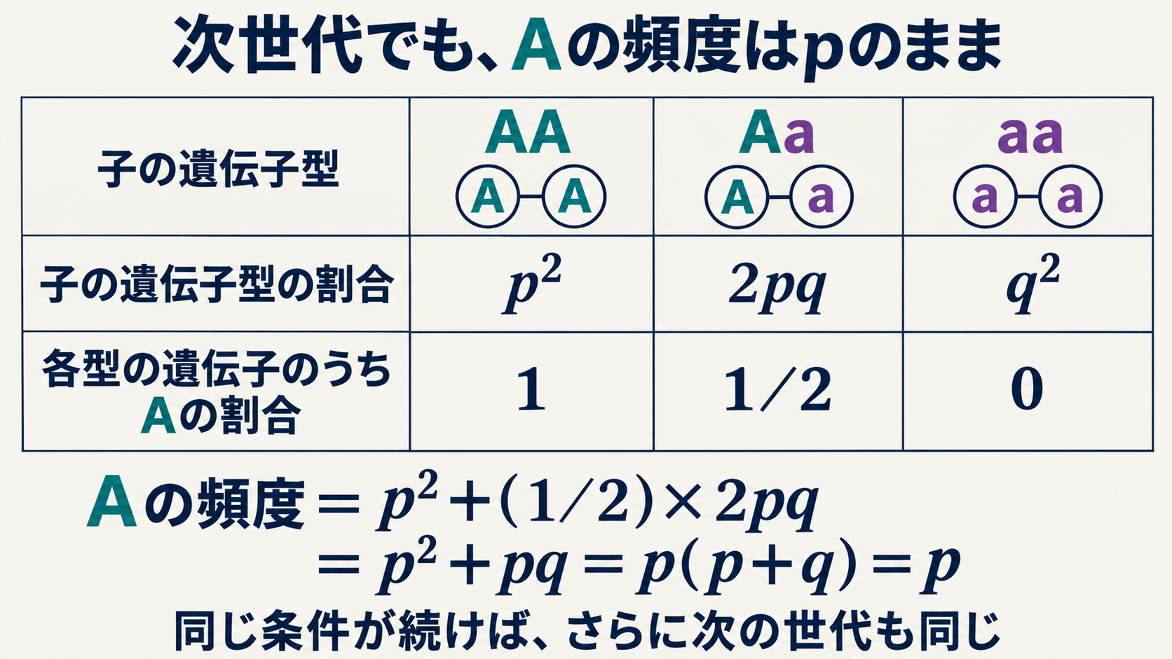 子のAA・Aa・aaの割合からAの頻度を数え直す。Aaがもつ対立遺伝子の半分がAなので、Aの頻度はp²+pq=pになる。