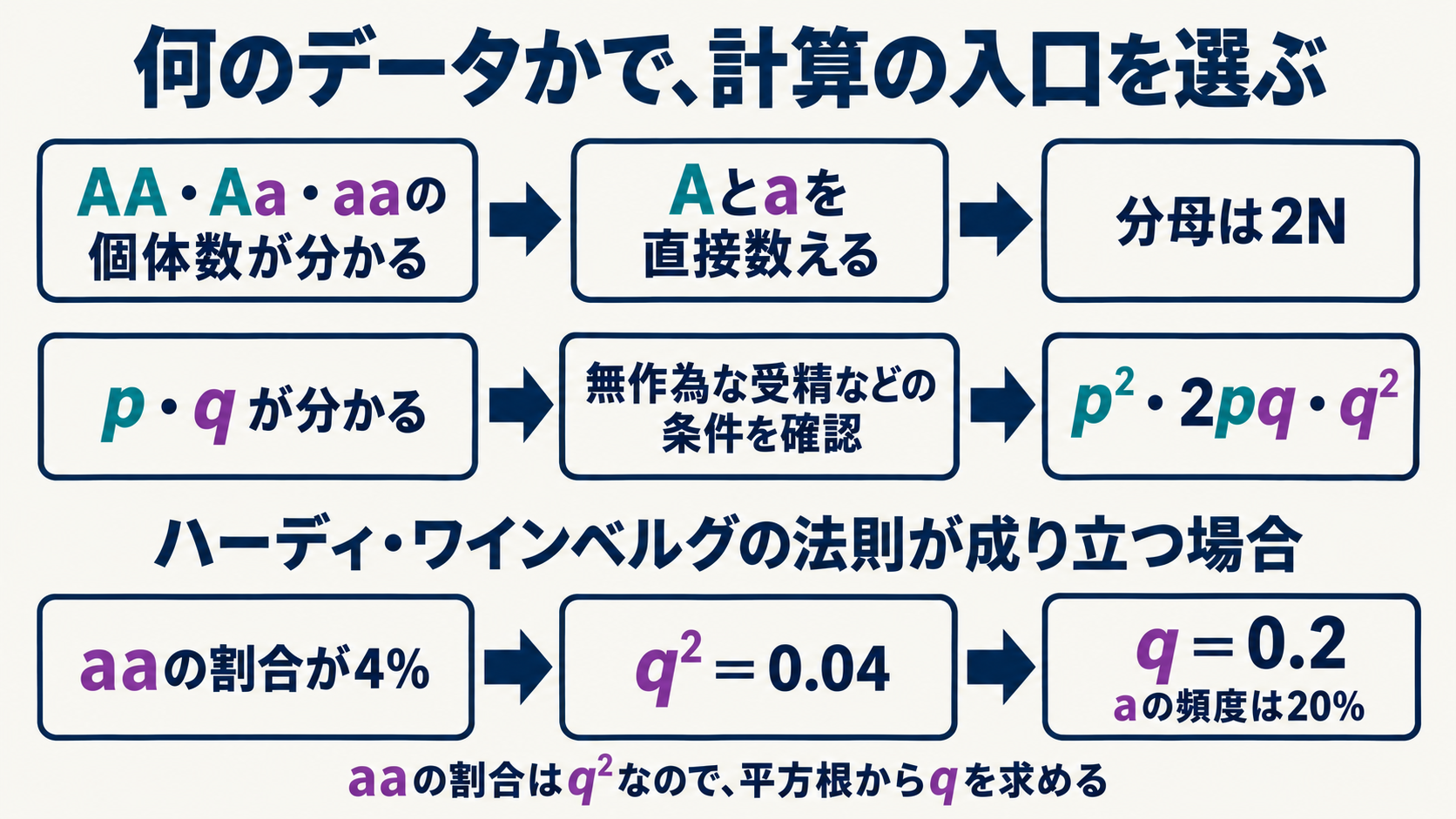 与えられたデータと計算方法の対応。遺伝子型別個体数からはA・aを直接数える。下段はハーディ・ワインベルグの法則が成り立つ場合の例で、aaの割合4%をq²=0.04と表し、aの頻度q=0.2を求める。
